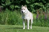 SIBERIAN HUSKY 940